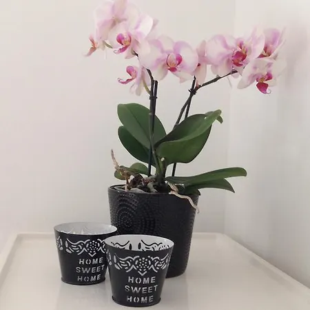 Le De La Madeleine *